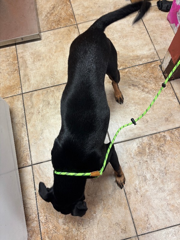 View Roro the Dog Photo #4
