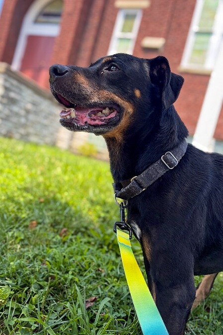 Roro - Dog