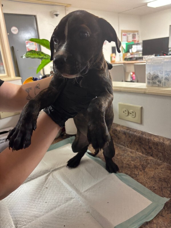 Learn More About Katara Katara - Dog