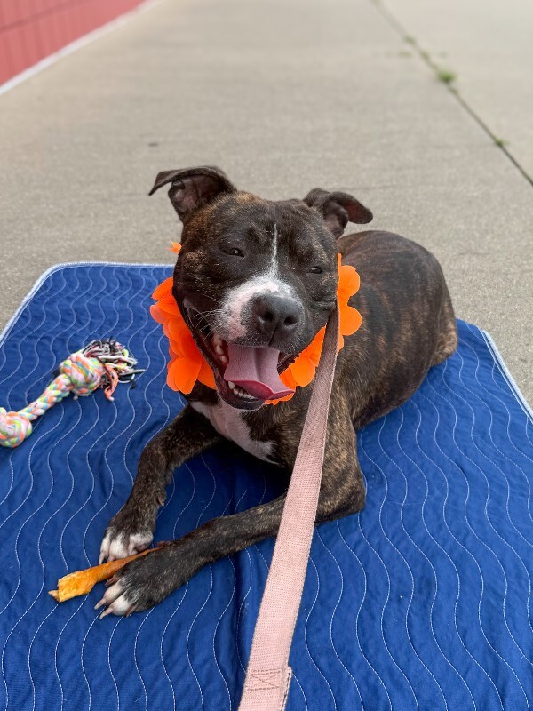 Help Rehome This Dog Michelle