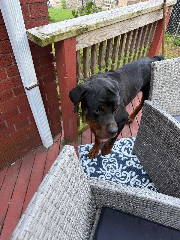 Help Rehome This Dog Unknown