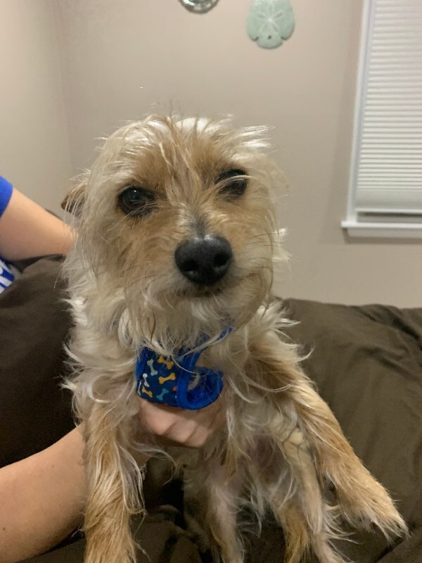 Help Rehome This Dog Ace