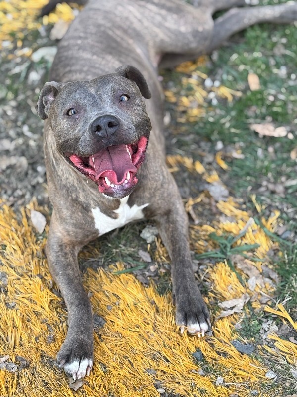Help Rehome This Dog Penny