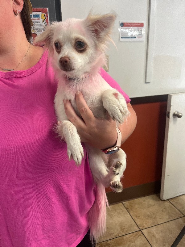 Help Rehome This Dog Stray
