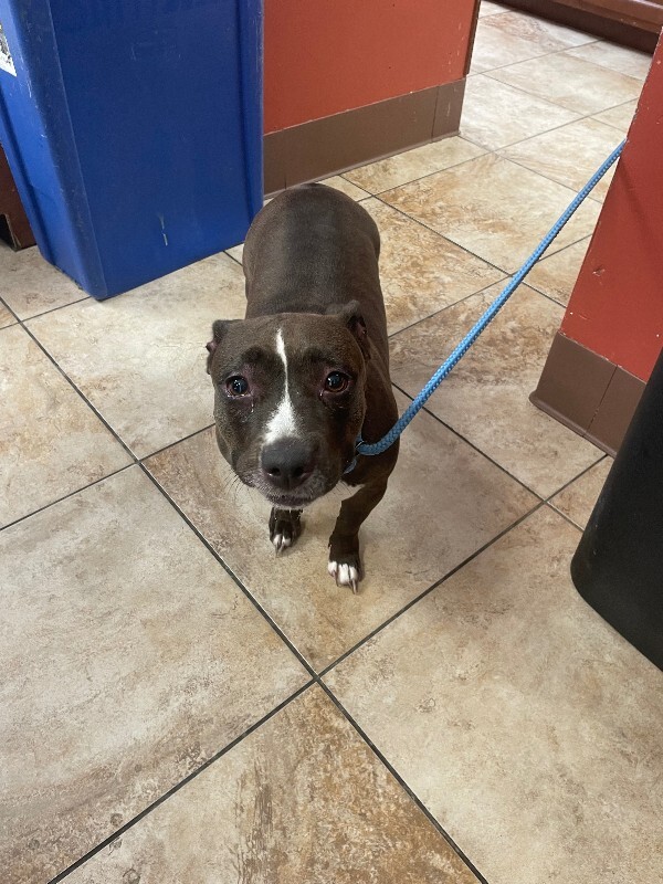 Baby Girl (actual) - Dog