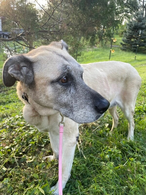 View Serenity the Dog Photo #4