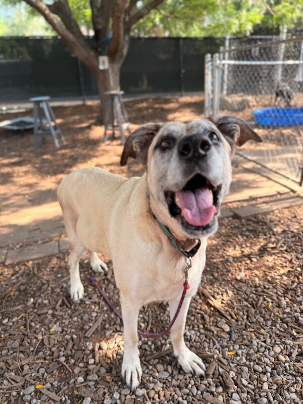 Help Rehome This Dog Serenity