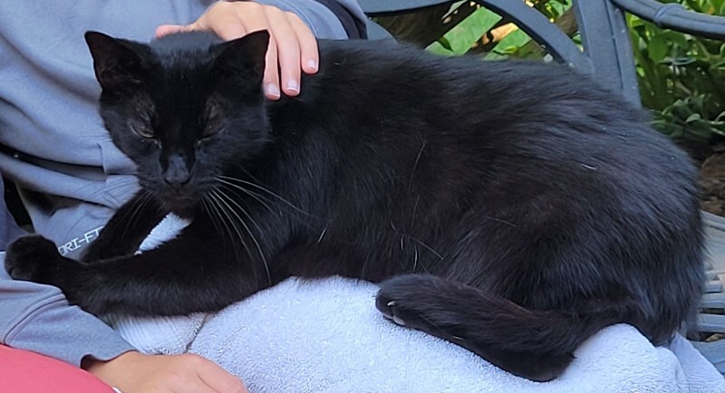 Help Rehome This Cat Blackjack