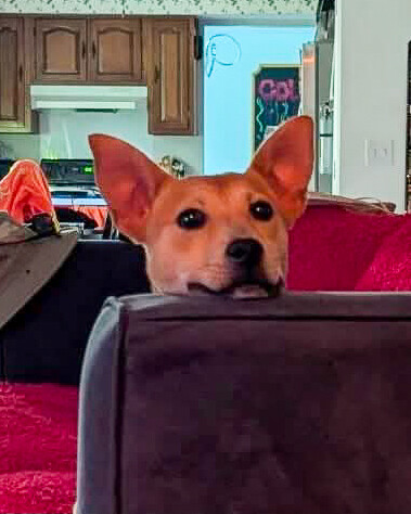 Laddie - Dog