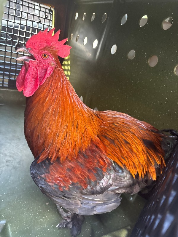 Cluck Cluck Roost - Rooster