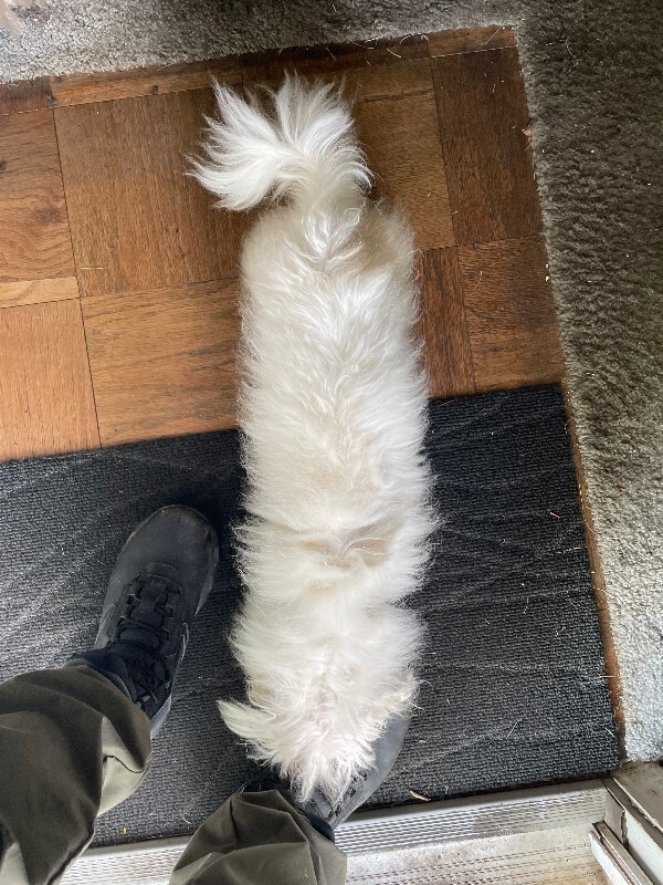 View Chewbacca the Dog Photo #3