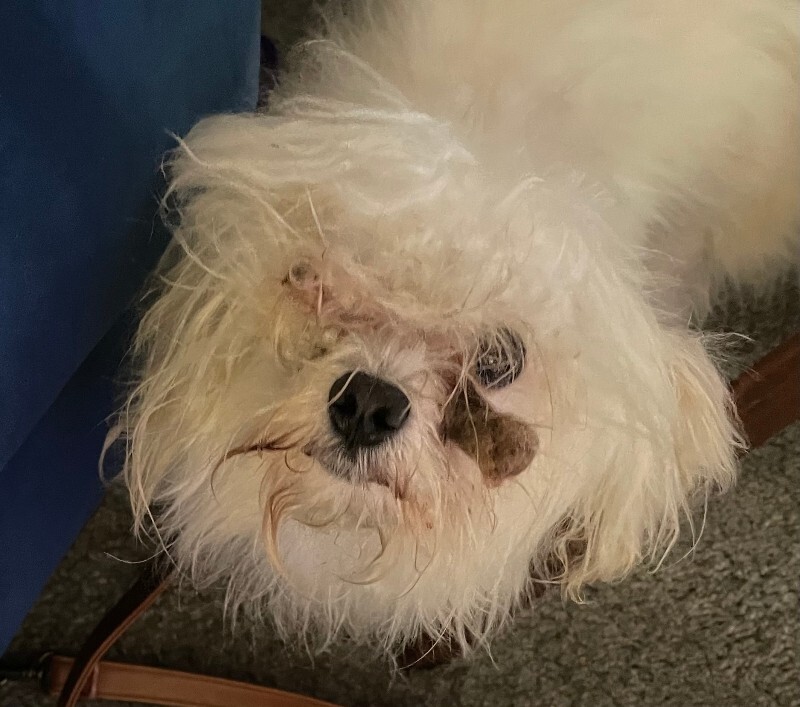 Chewbacca