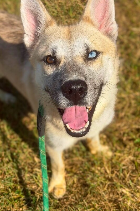 Learn More About Joker Joker - Dog