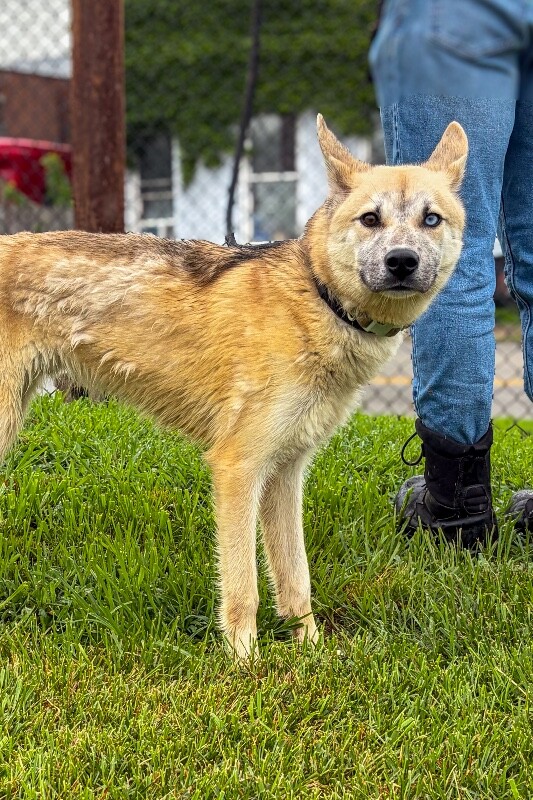 Learn More About Joker (actual) Joker (actual) - Dog