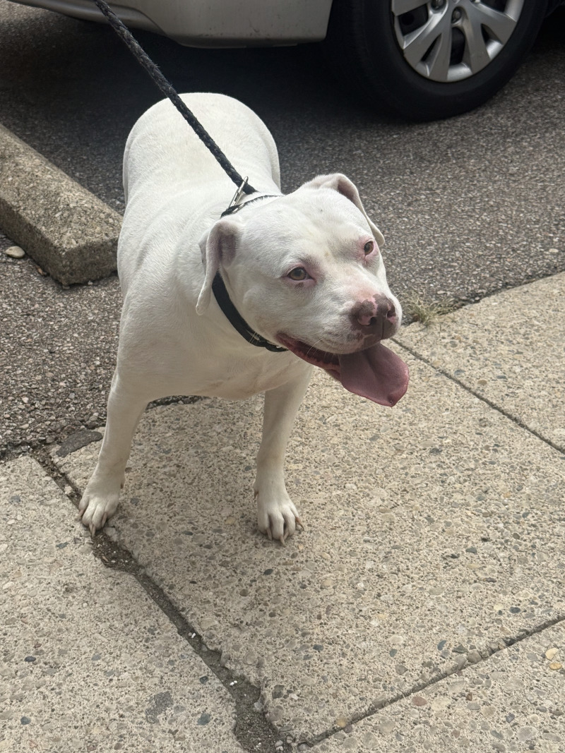 Help Rehome This Dog Mia