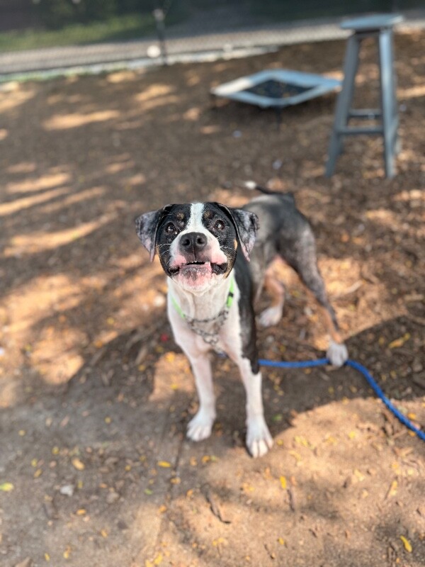 Help Rehome This Dog Merula