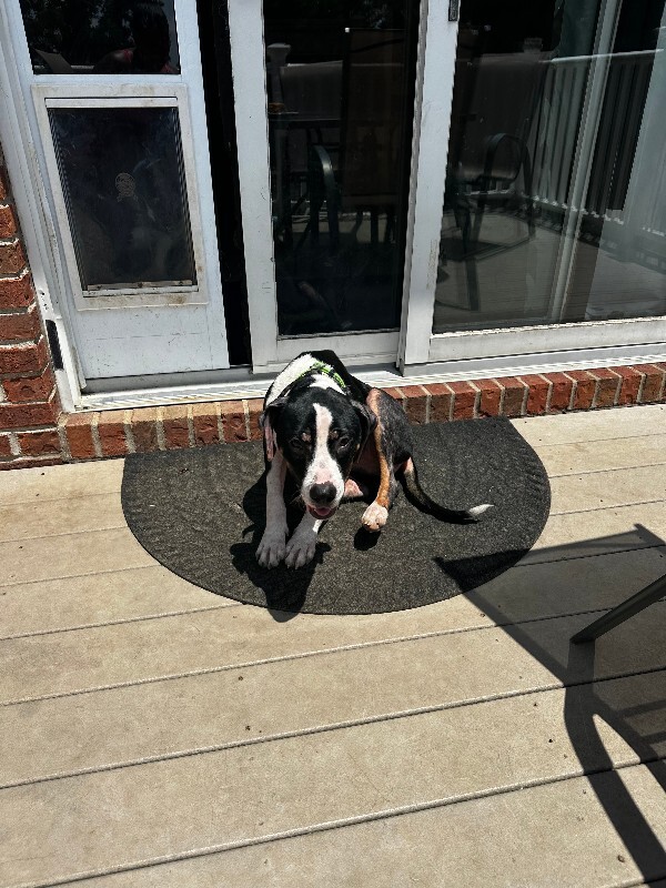 View Merula the Dog Photo #12