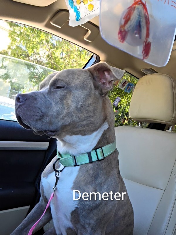 View Demeter the Dog Photo #5
