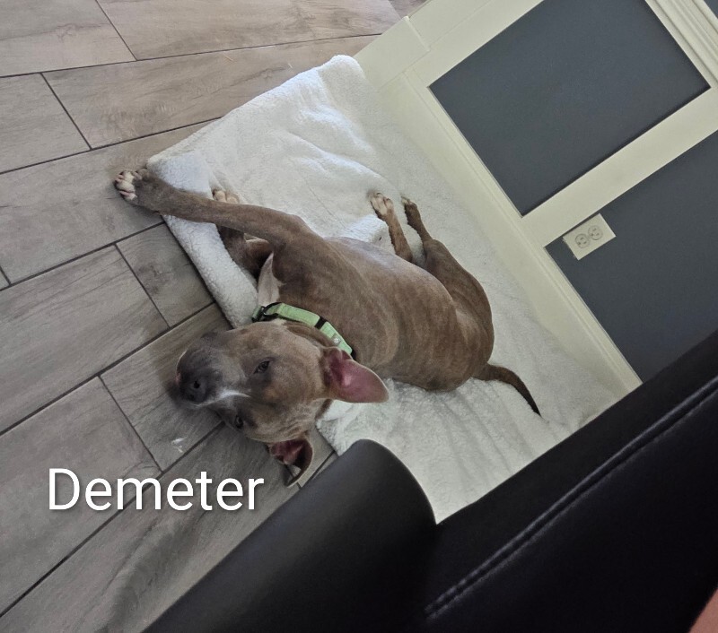 View Demeter the Dog Photo #7