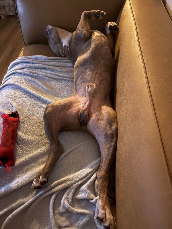 View Demeter the Dog Photo #3