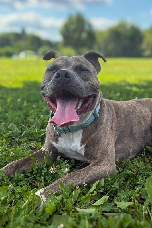 Demeter - Dog
