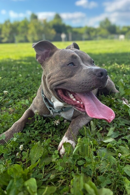 View Demeter the Dog Photo #2