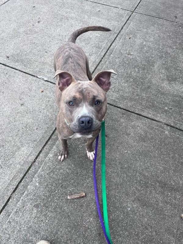 View Demeter the Dog Photo #10