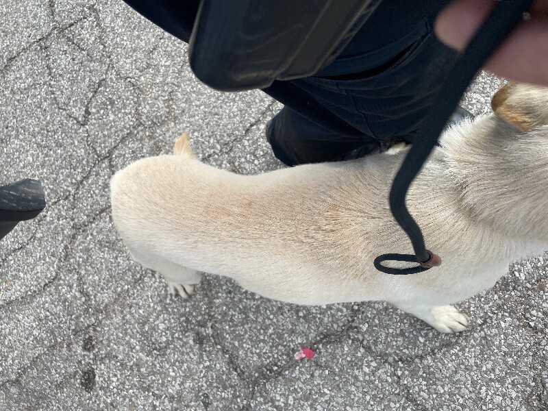 View Mikey the Dog Photo #2