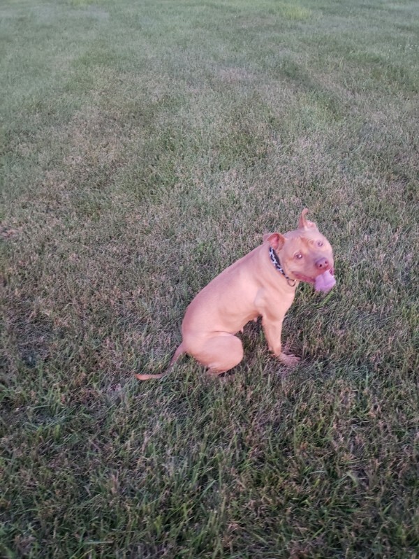 Help Rehome This Dog Catalina