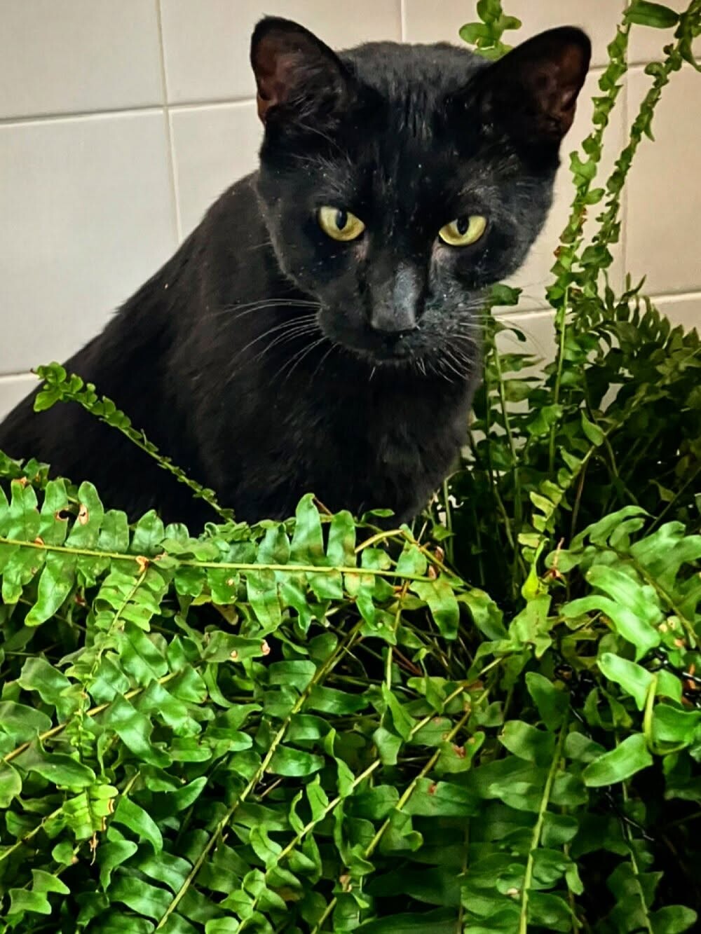 View Joey Spumoni the Cat Photo #2