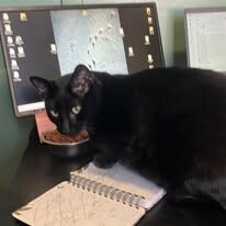 View Joey Spumoni the Cat Photo #3