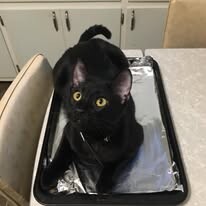Help Rehome This Cat Joey Spumoni