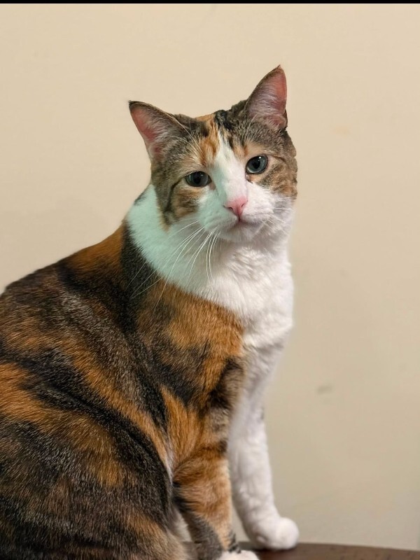 Help Rehome This Cat Luna