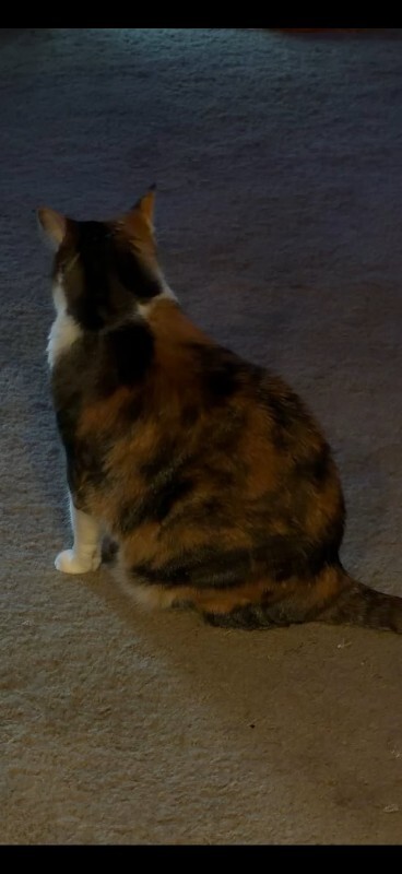 View Luna the Cat Photo #2