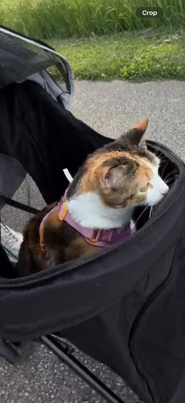View Luna the Cat Photo #3