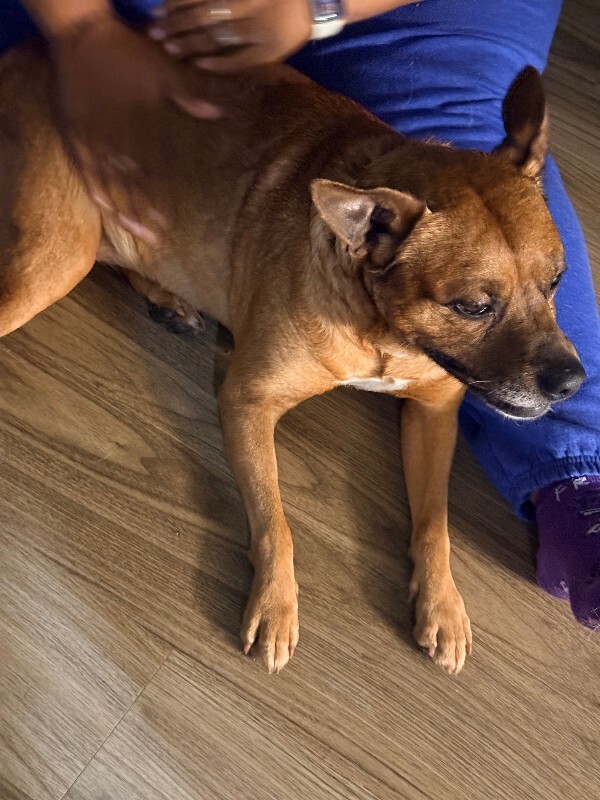 Help Rehome This Dog Baby