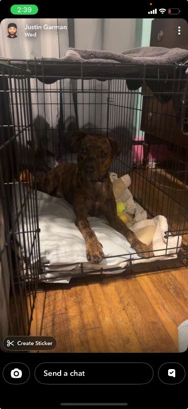 Help Rehome This Dog enzo pablo