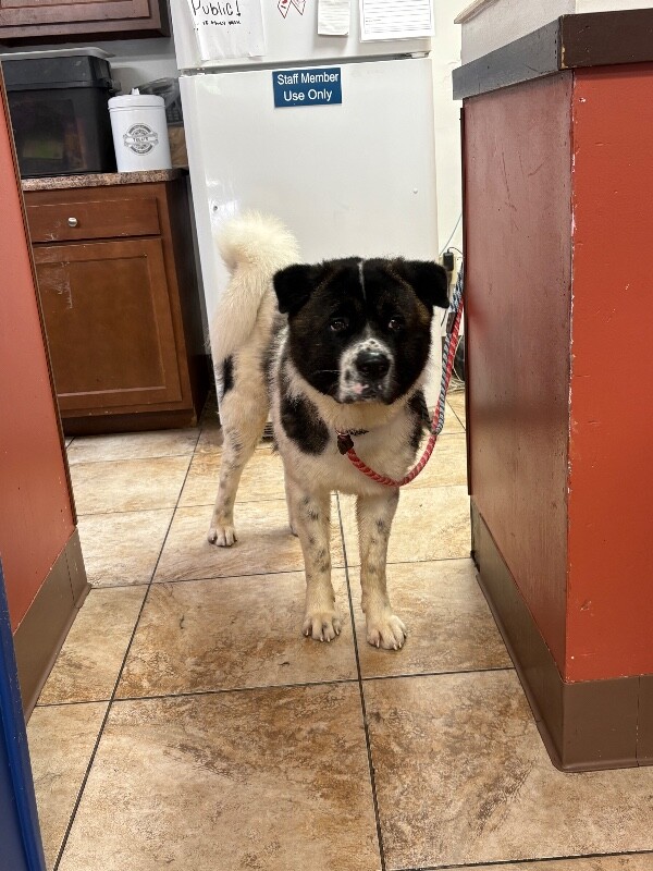 View Cookie Dough the Dog Photo #3