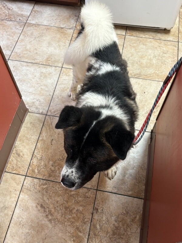 View Cookie Dough the Dog Photo #2