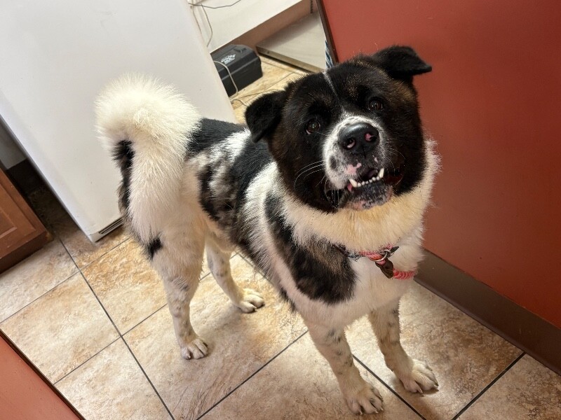 Help Rehome This Dog Cookie Dough