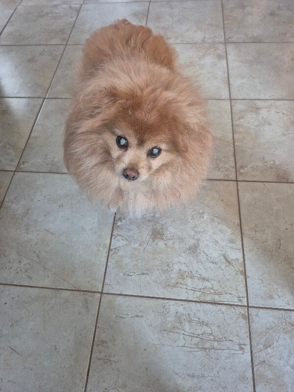 Help Rehome This Dog Money