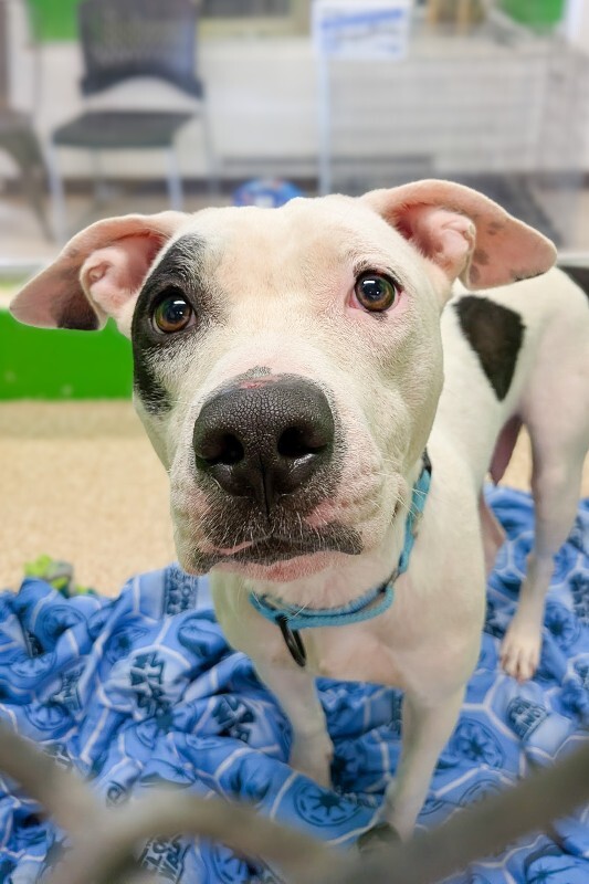 Help Rehome This Dog Sugar