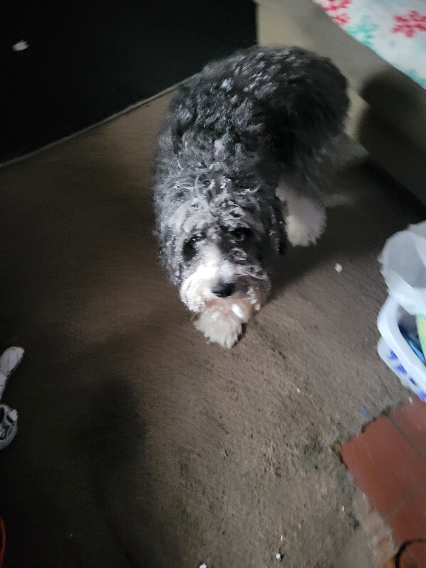 View Beezy the Dog Photo #2