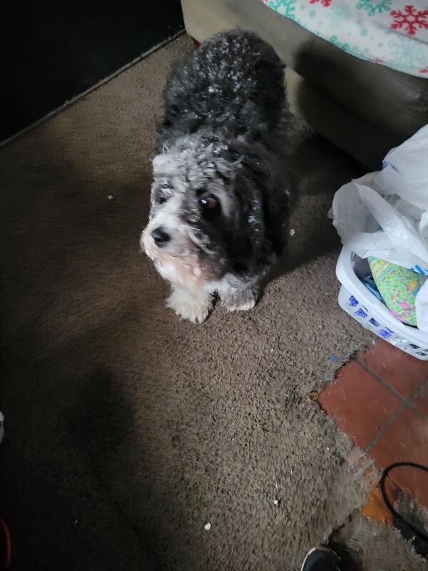Help Rehome This Dog Beezy