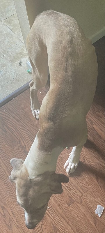 View Poptart the Dog Photo #5