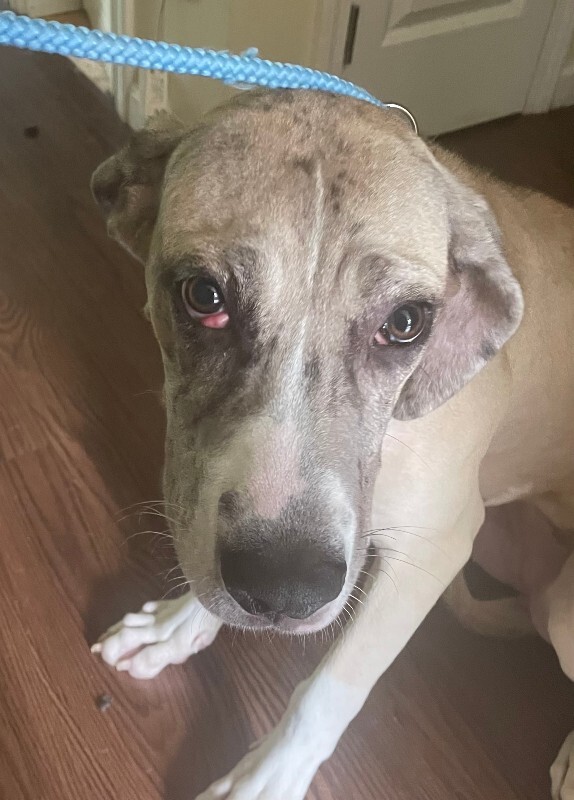 Learn More About Poptart Poptart - Dog