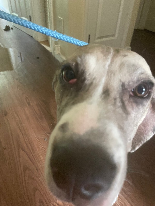 View Poptart the Dog Photo #3