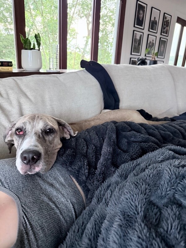 Poptart - Dog