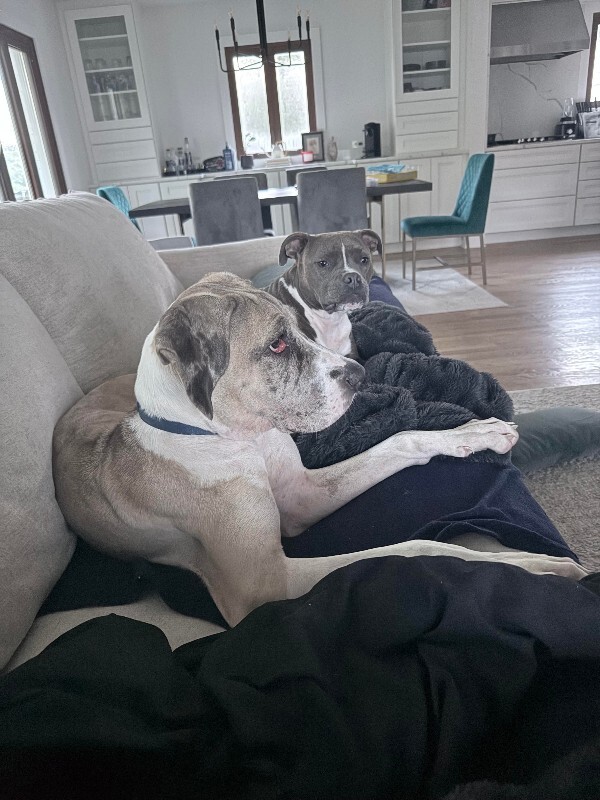 View Poptart the Dog Photo #9