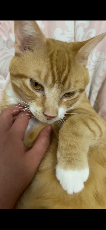 Help Rehome This Cat Charming Jimmy